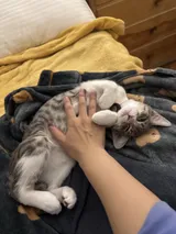The day Haru came home