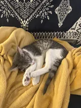 The day Haru came home