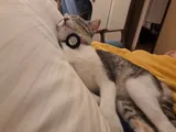 The day Haru came home