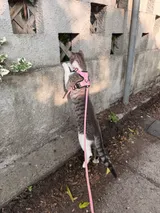 Haru's first birthday